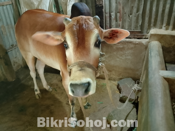 গরু